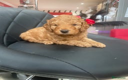 Cavapoo dogs for sale: Absolutely stunning Cavapoo Puppies for sale. - Image 7