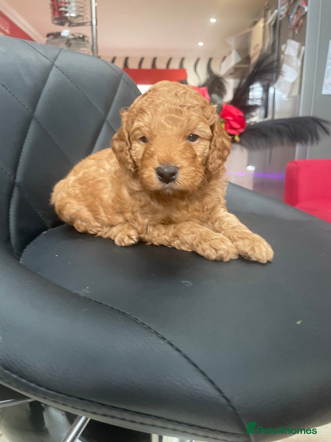 Cavapoo dogs for sale: Absolutely stunning Cavapoo Puppies for sale. - Image 7