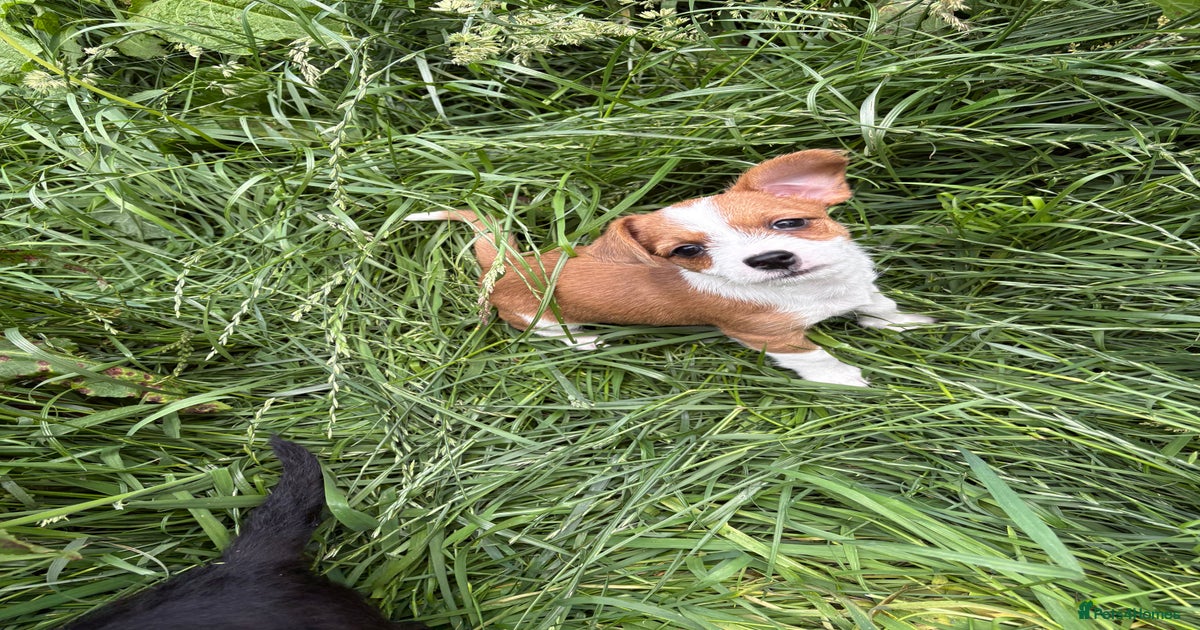Jack Russell x Chihuahua puppies for sale in Catterick Garrison