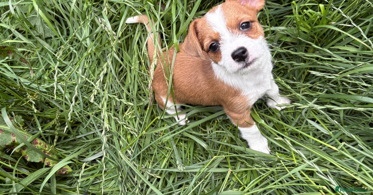 Jack Russell x Chihuahua puppies for sale in Catterick Garrison
