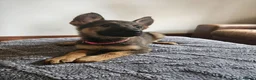 German Shepherd dogs for sale: Straightback German shepherd  - Advert 6