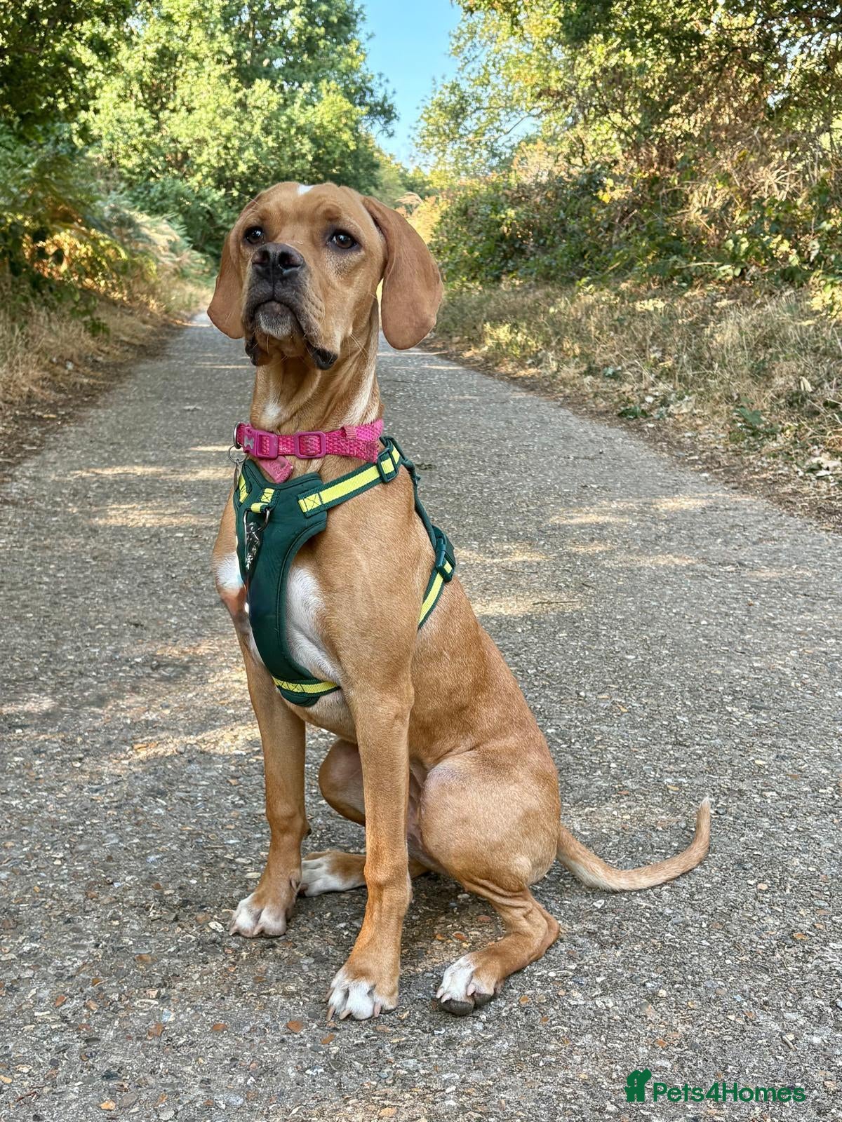 Pointer dogs Portuguese Pointer 7.5 months old for sale  - Advert 4