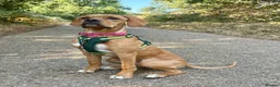 Pointer dogs for sale: Portuguese Pointer 7.5 months old for sale  - Advert 1