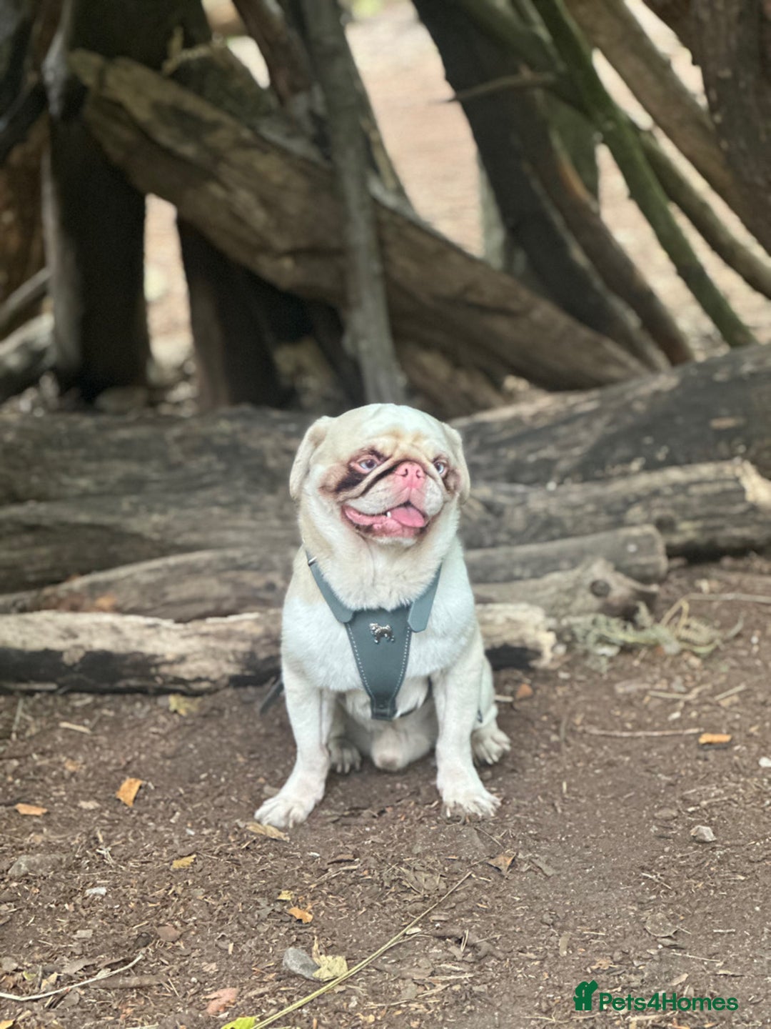 Pug dogs for stud: For stud  - Advert 3