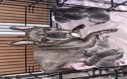 French Bulldog dogs for sale: French bulldog puppies  - Image 5