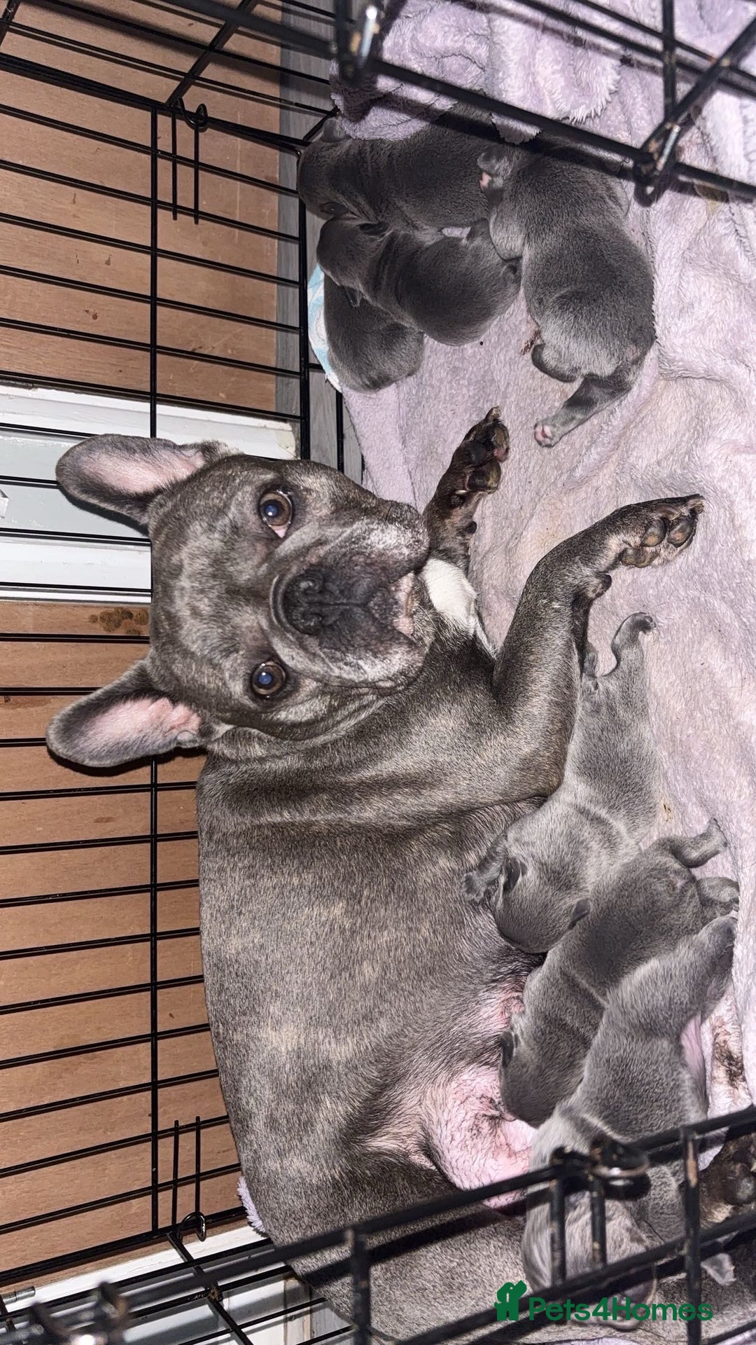 French Bulldog dogs for sale: French bulldog puppies  - Image 5