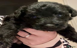 Mixed Breed dogs for sale: 🐾🐶Adorable and very cute Cavaschnauzer 🐶🐾 - Image 19