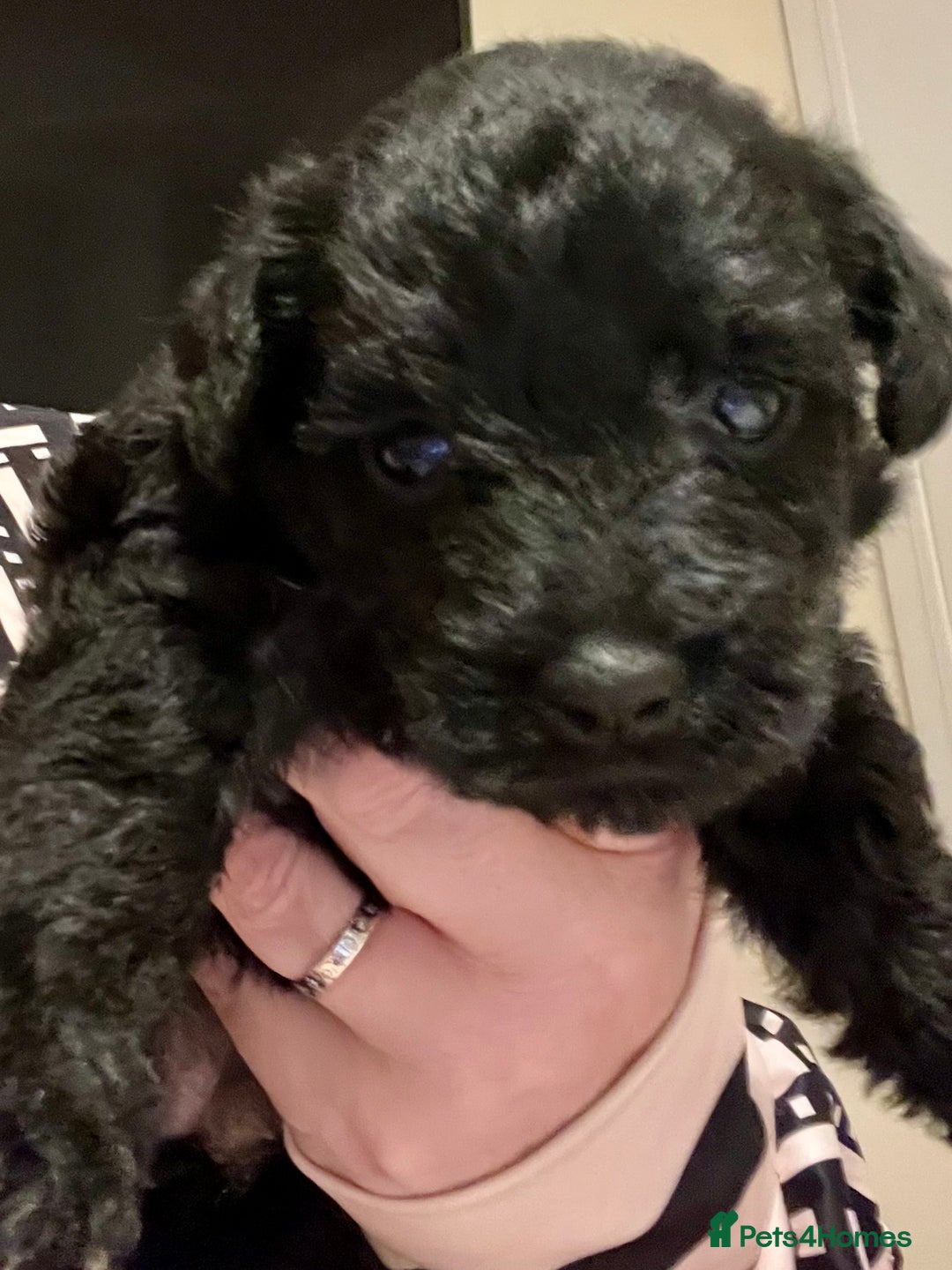 Mixed Breed dogs for sale: 🐾🐶Adorable and very cute Cavaschnauzer 🐶🐾 - Image 19