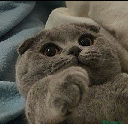 Scottish Fold cats 🚨 URGENT! Price Dropped! - Advert 15