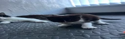 Domestic Shorthair cats for sale: Beautiful Black & White Kittens – Very Socialised - Advert 7