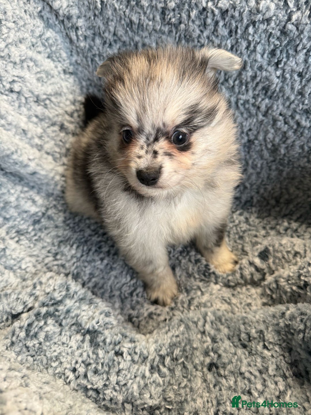 Pomeranian dogs for sale: Puppies Ready for new homes  - Advert 26