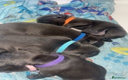Staffordshire Bull Terrier dogs for sale: Beautiful blue staff puppies  - Image 35