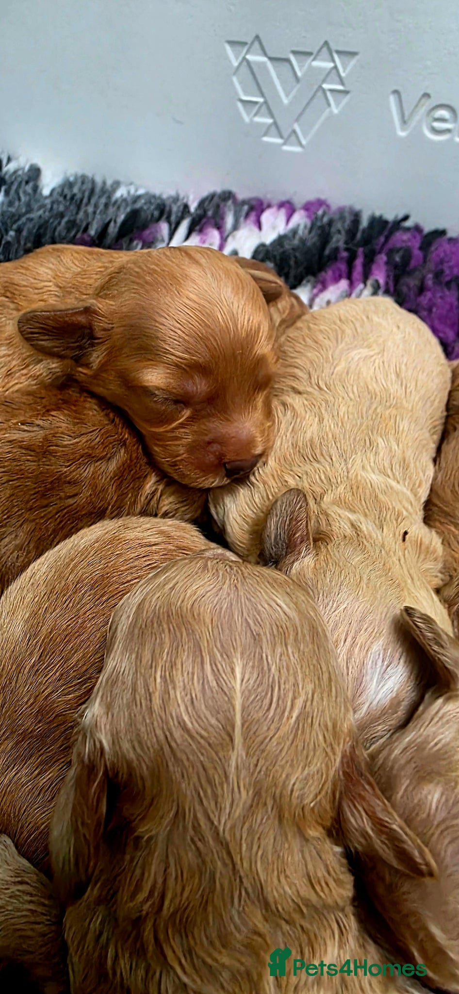 Cavapoochon dogs for sale: Exquisite Health Tested Cavapoochon Puppies  - Advert 13