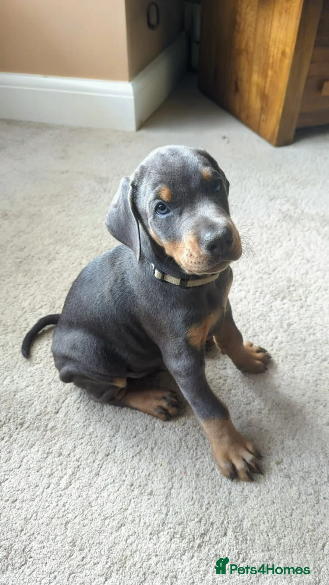 Dobermann dogs for sale: Beautiful Dobermann - Available 2nd May. Last one! - Advert 1
