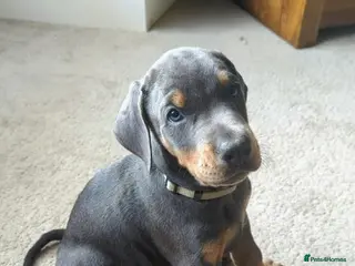 Dobermann dogs Beautiful Dobermann - Available 2nd May. Last one! - Advert 2