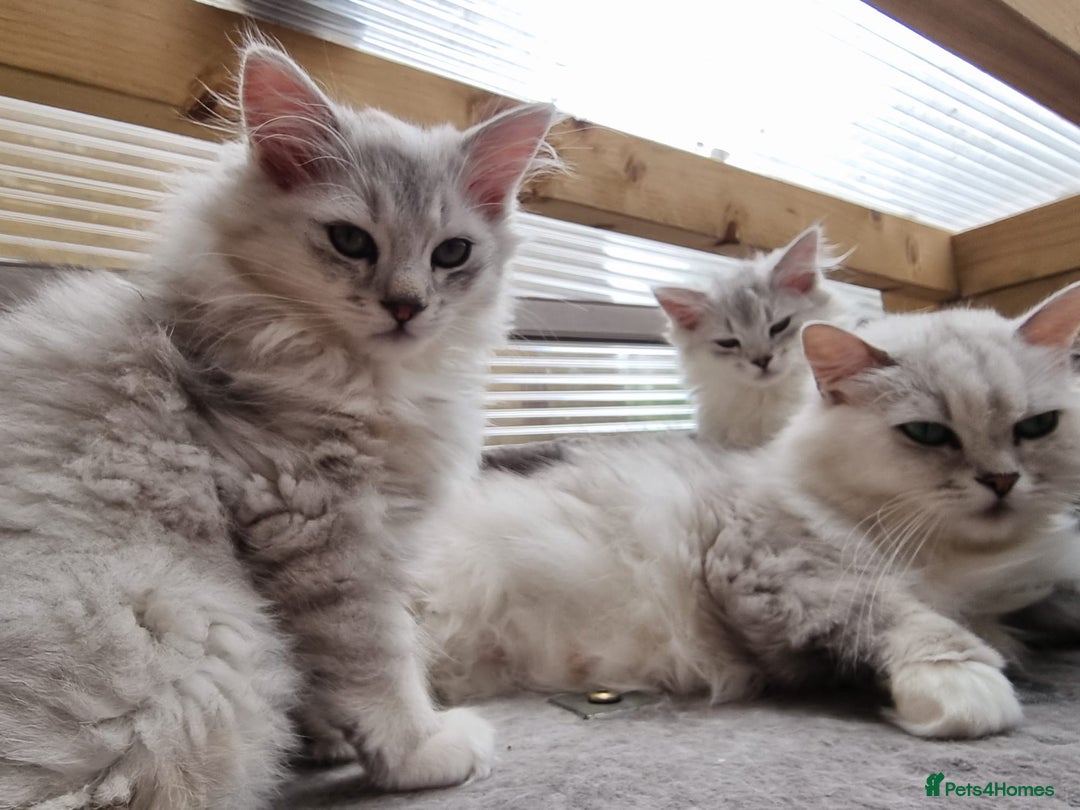 Persian cats for sale:  Boy and Girl pair to go together - Image 10