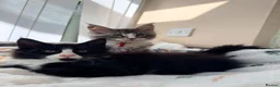 Maine Coon cats for sale: 1 Beautiful pedigree FEMALE Maine Coon kitten - Advert 8