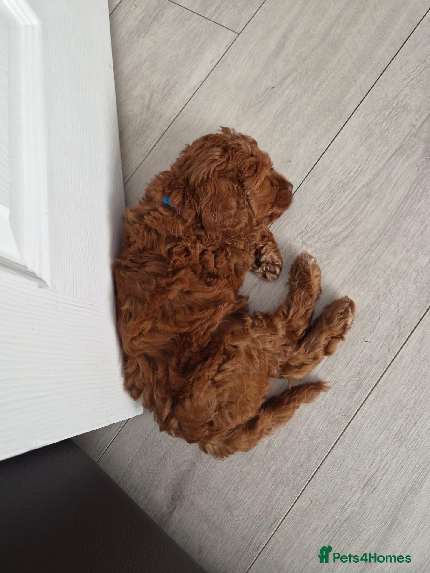Cockapoo dogs Cockerpoo - Advert 1