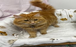 Bengal cats for sale: Beautiful Kittens - Image 7