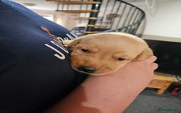 Labrador Retriever dogs for sale: KC Registered Pedigree Labrador Pups for Sale - Image 4