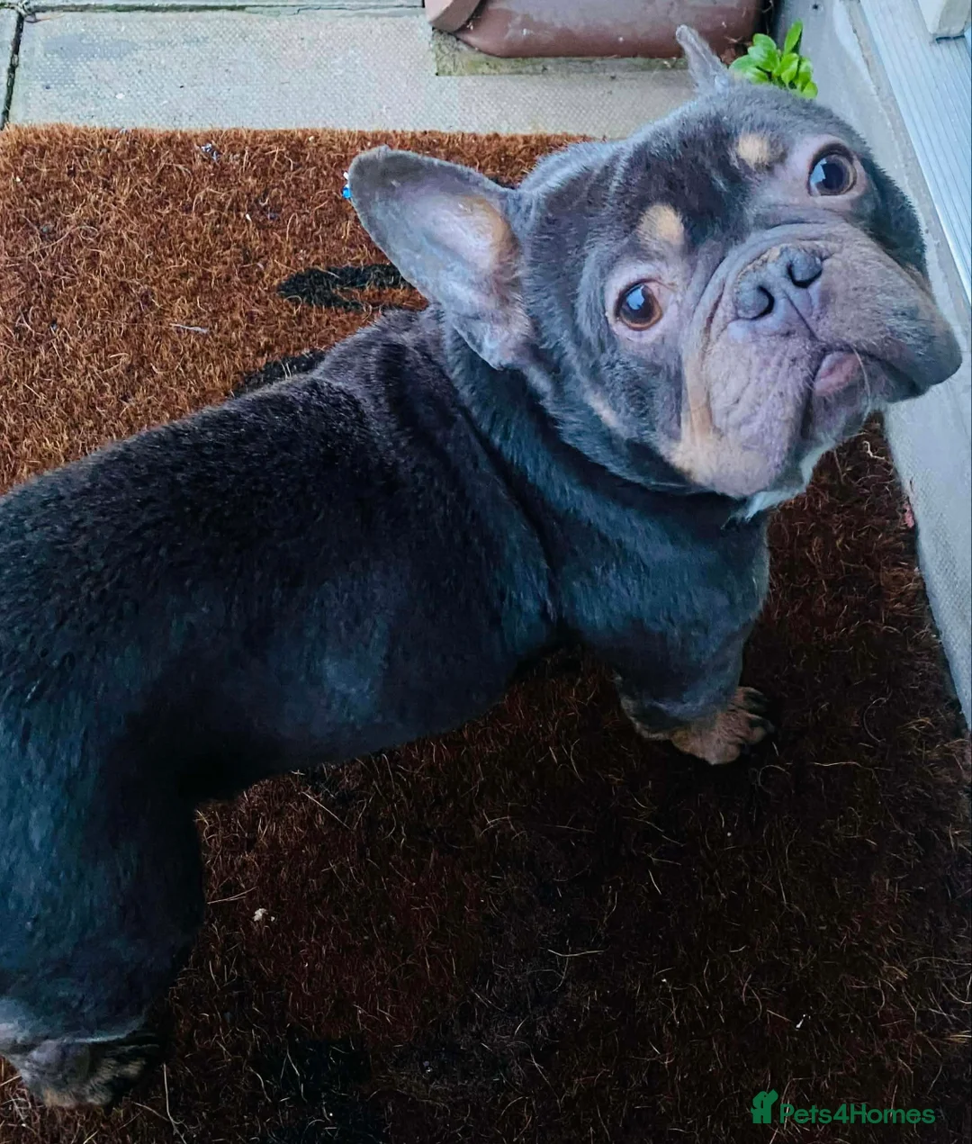 French Bulldog dogs for adoption: Jack needs a loving home  - Advert 4