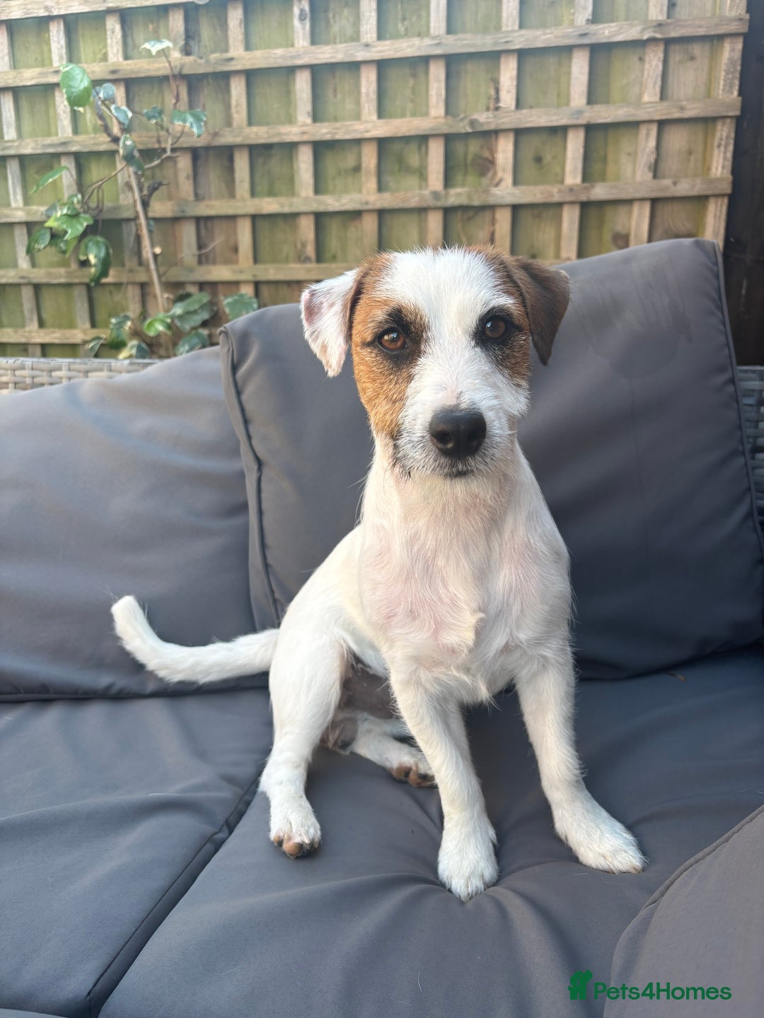 Jack Russell dogs for sale: 13 month KC reg Jack Russell Terrier boy - Image 2