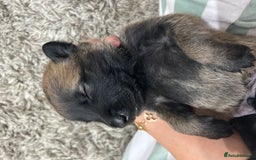 Belgian Shepherd Dog dogs for sale: Belgian Malinois puppies  - Image 18