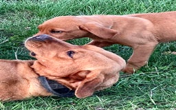 Labrador Retriever dogs for sale: Amazing Red/Black Lab Pups To Loving Pet Families - Image 2