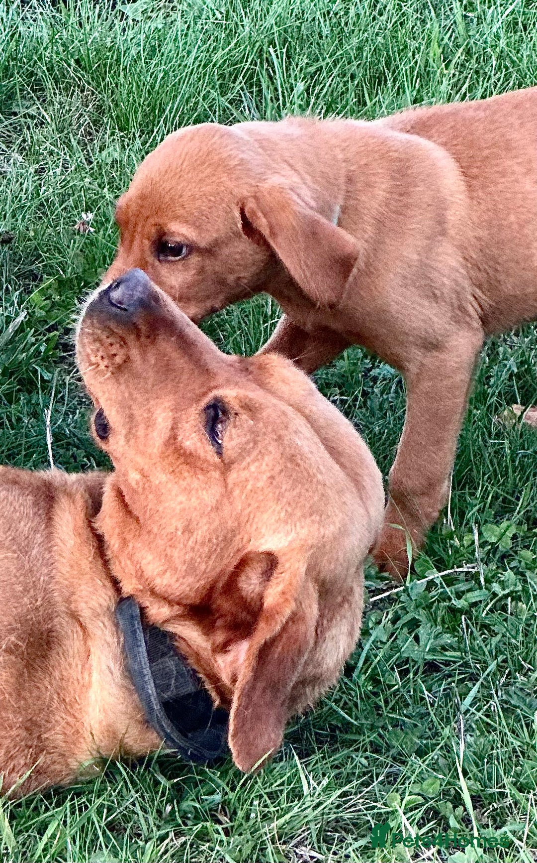 Labrador Retriever dogs for sale: Amazing Red/Black Lab Pups To Loving Pet Families - Image 2