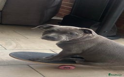 Staffordshire Bull Terrier dogs for sale: 🐾 Last female KC registered girls 🐾   - Image 3