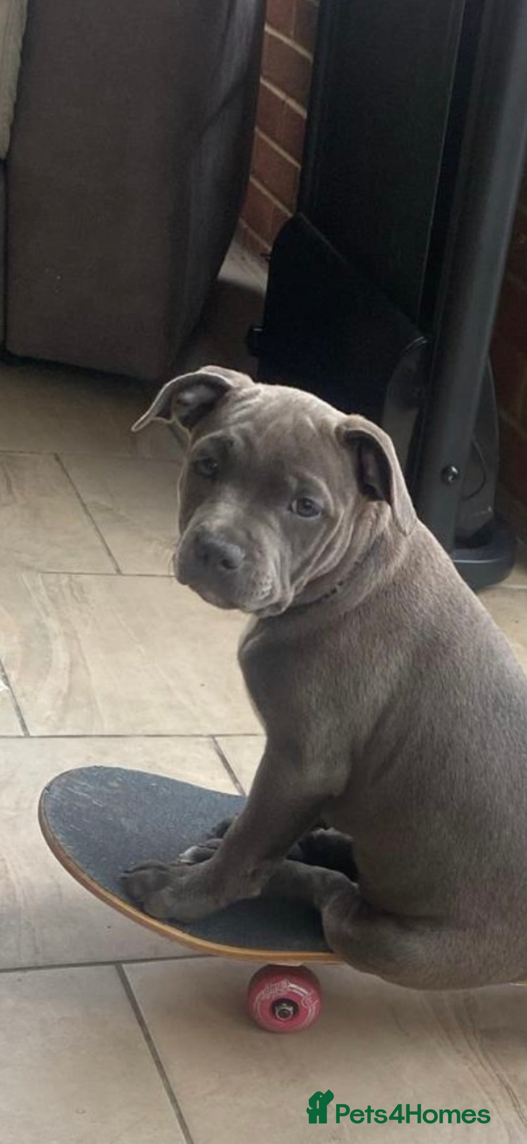 Staffordshire Bull Terrier dogs for sale: 🐾 Last female KC registered girls 🐾   - Image 3