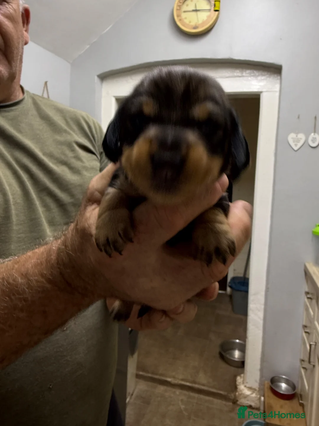 Dachshund dogs for sale: KC Registered Wire Haired Teckel Puppies - Advert 4