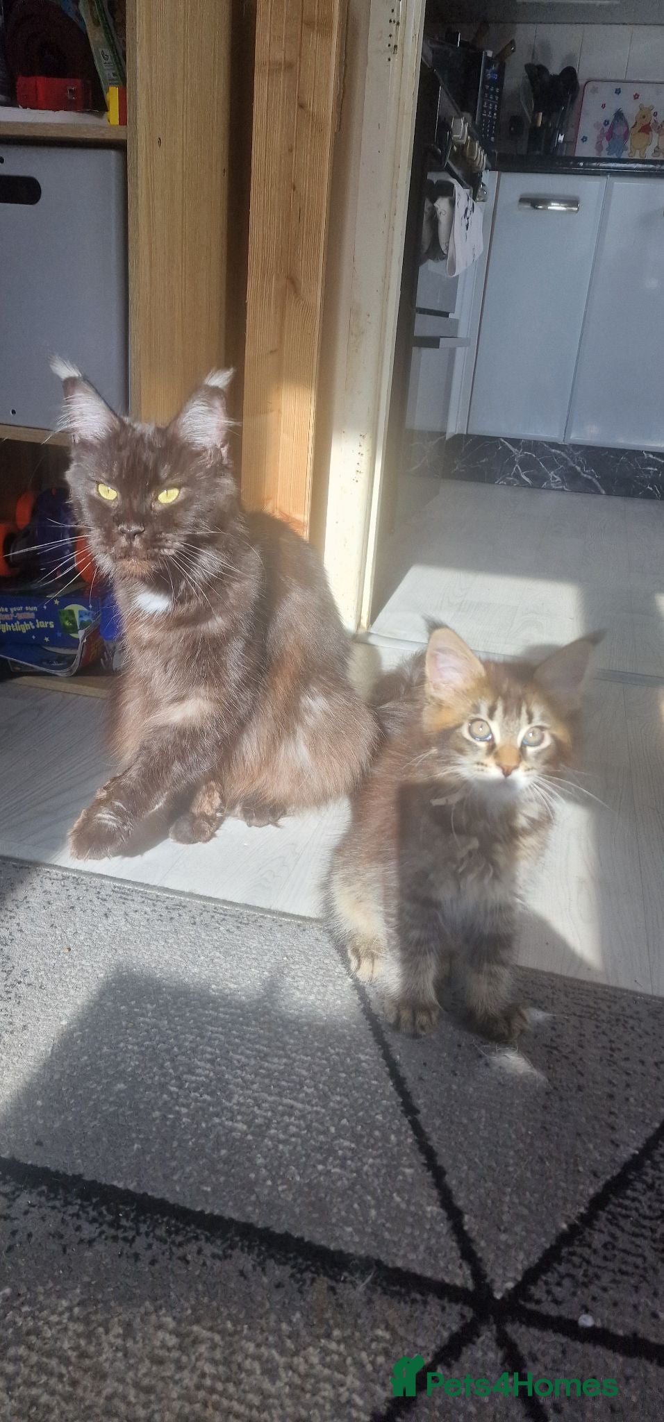 Maine Coon cats Maine coon kittens  - Advert 3