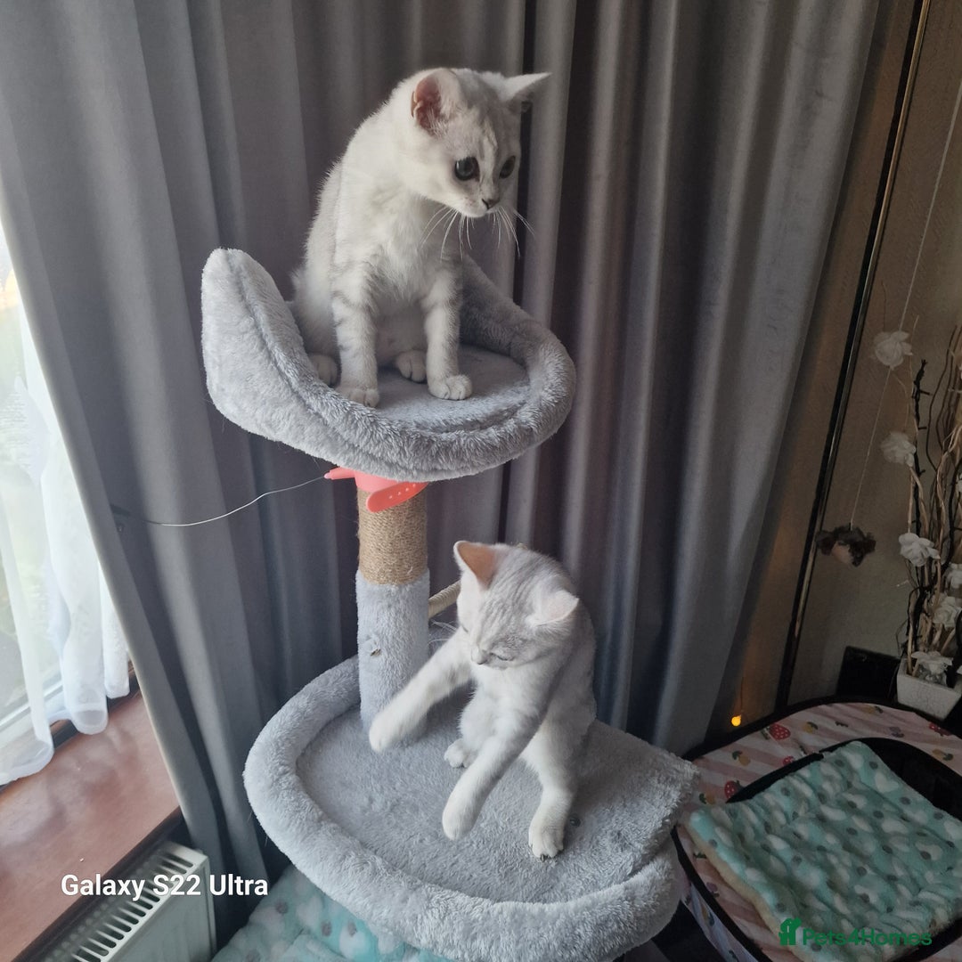 British Shorthair cats for sale: British shorter chinchilla silver  in Dagenham - Image 3