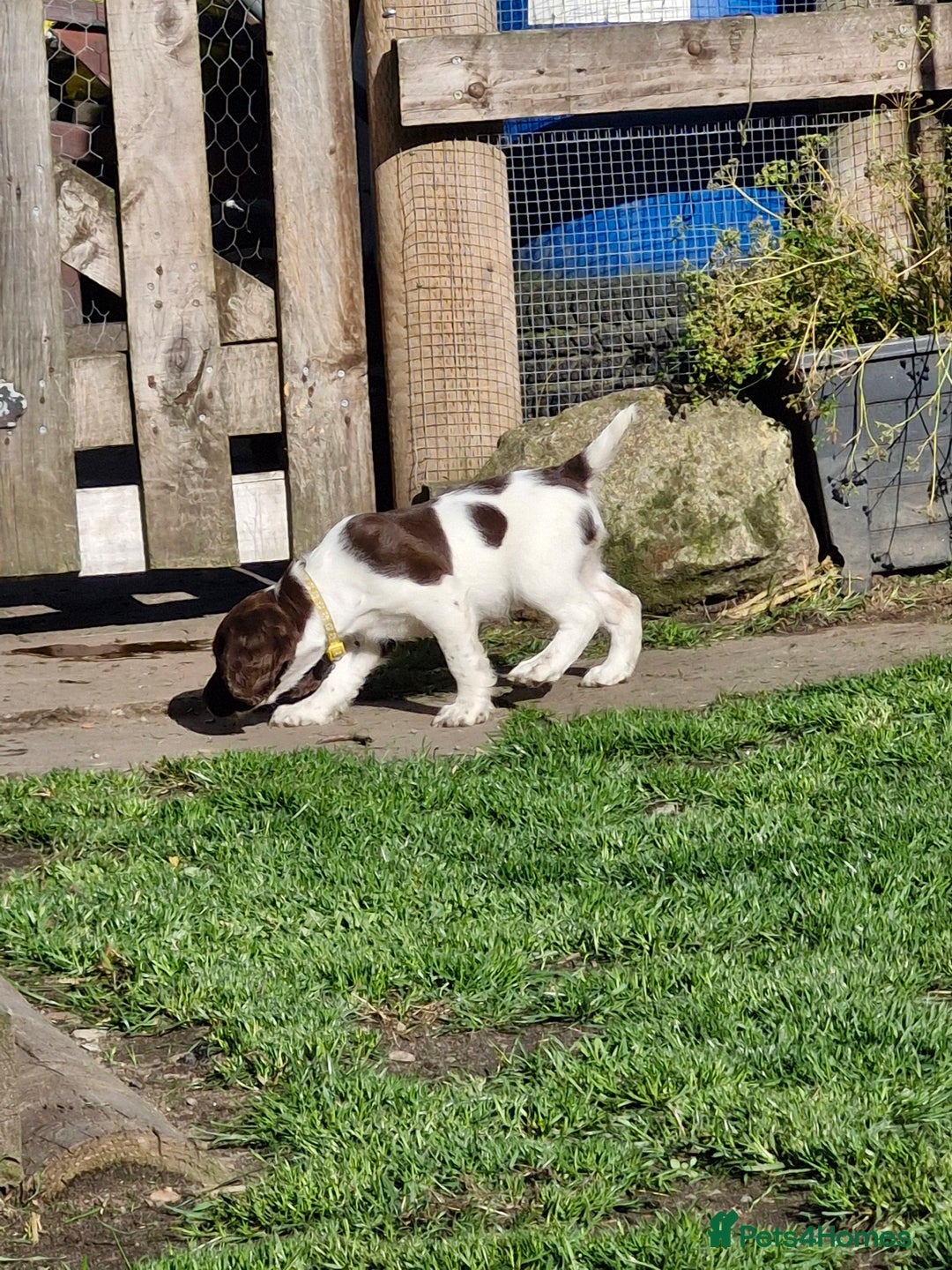 English Springer Spaniel dogs for sale: KC registered English Springer Spaniel - Image 26