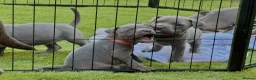 Staffordshire Bull Terrier dogs for sale: Blue Staffordshire Bull Terrier Champion Pups  - Advert 13