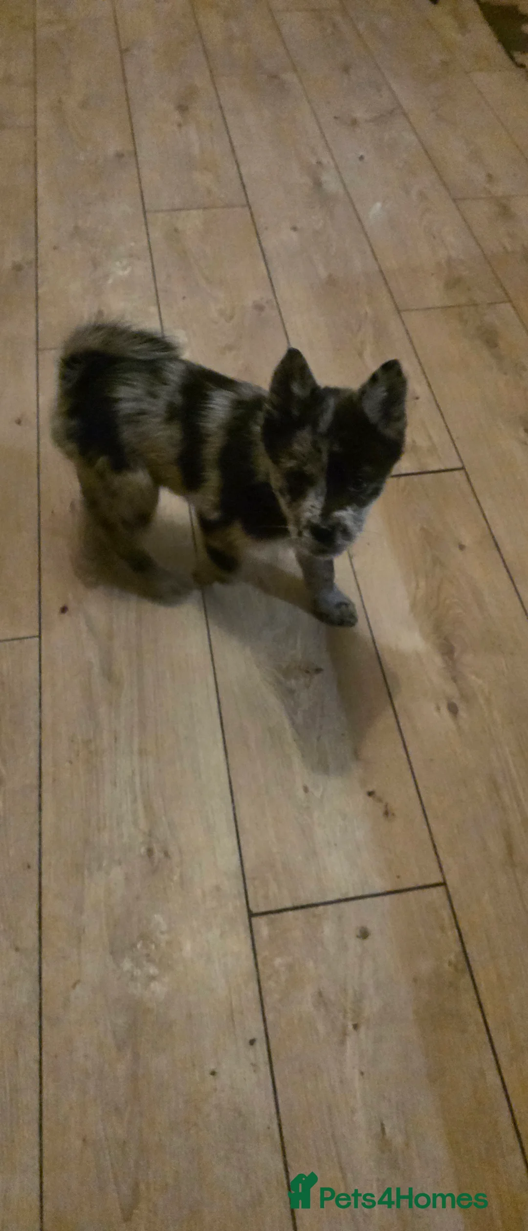 Mixed Breed dogs for sale: Adorable Merle Chowski's for sale  - Advert 29