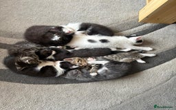 Mixed Breed cats for sale: Gorgeous Half ragdoll kittens - Image 13