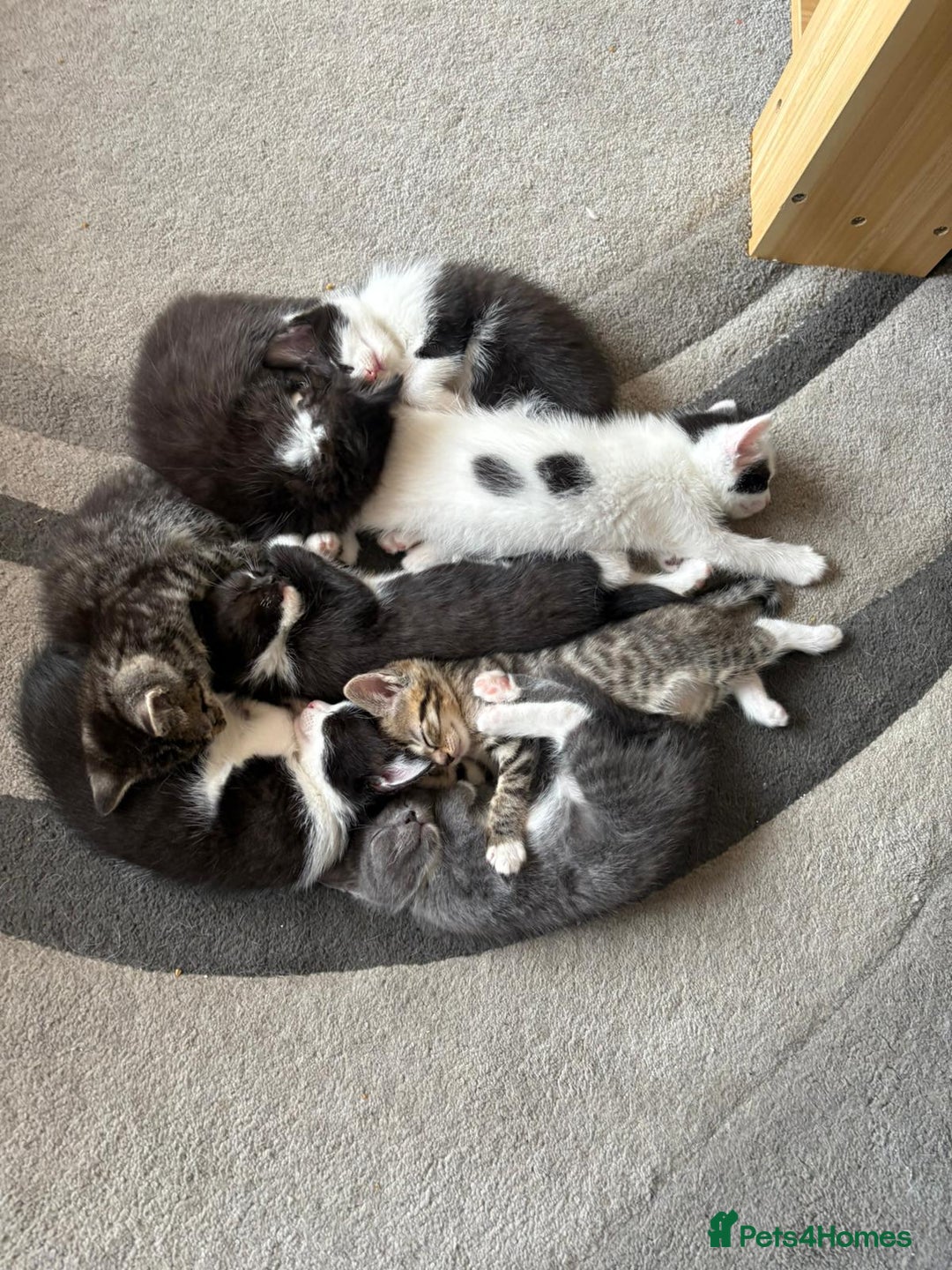 Mixed Breed cats for sale: Gorgeous Half ragdoll kittens - Image 13