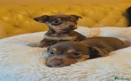 Jack Russell dogs for sale: Stunning Much Wenlock puppies  - Image 2