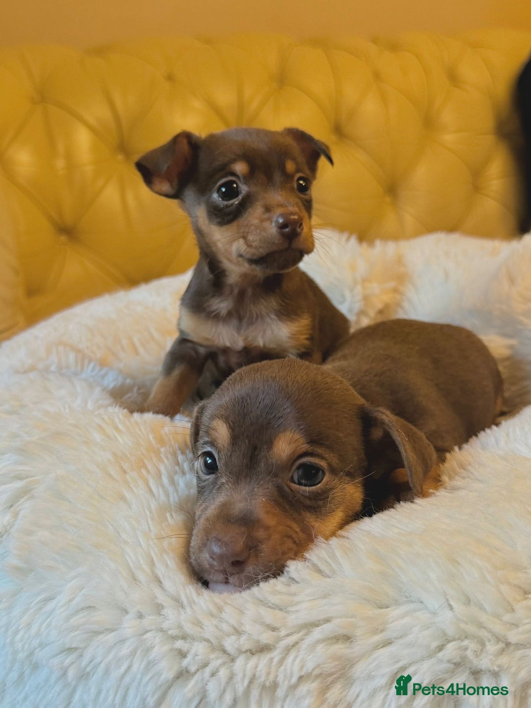 Jack Russell dogs for sale: Stunning Much Wenlock puppies  - Image 2