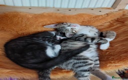 Savannah cats for sale: Playful Savannah F5 Mix Kittens for Loving Homes - Image 24