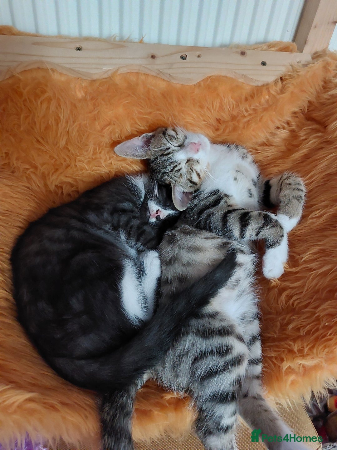Savannah cats for sale: Playful Savannah F5 Mix Kittens for Loving Homes - Image 24
