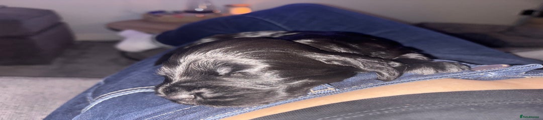 Cocker Spaniel Puppy 1