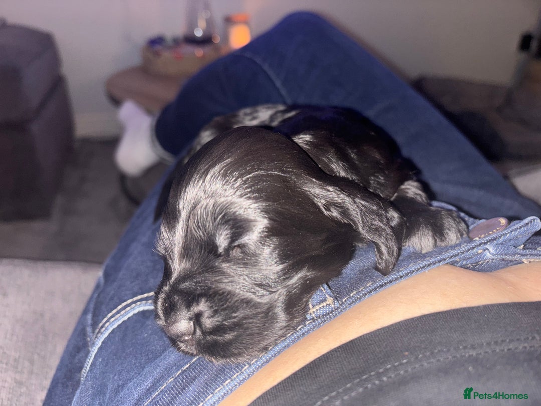 Cocker Spaniel dogs for sale: Show cocker spaniel puppies - Advert 2