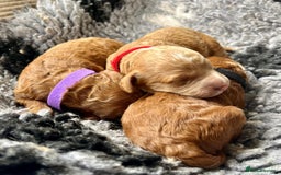 Cavapoo dogs for sale: F1b Toy cavapoo puppies extensively health tested - Image 6
