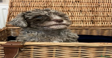 Cockapoo dogs - Advert 3