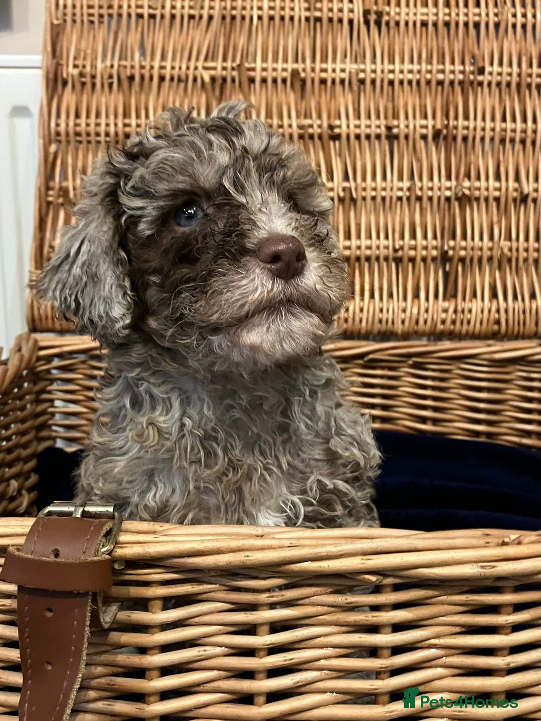 Cockapoo dogs for sale: Beautiful Rare Colour Cockapoo  - Image 3