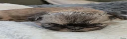 Shih Tzu dogs for sale: Clan of beautiful Shih tzu Toebeans  - Advert 11