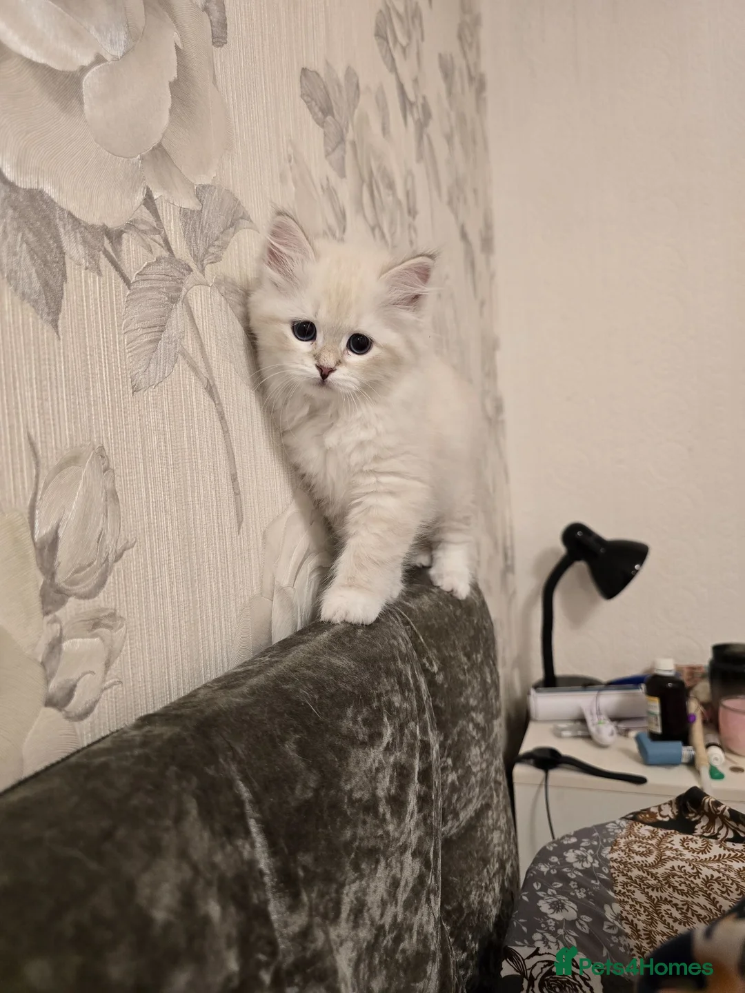 Siberian cats for sale: Siberian Neva Masquerad kitten - Advert 12